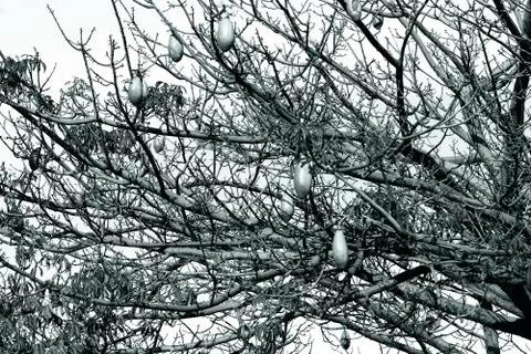 Tree in a park Stock Photos