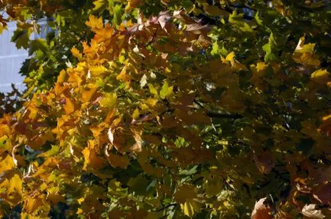 Tree in park Stock Photos