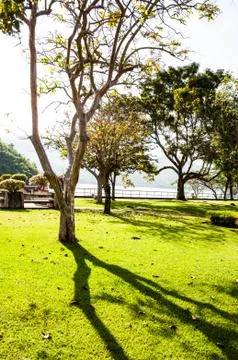 Tree in park Stock Photos