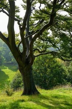 Tree in a park Stock Photos