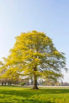 Tree at the park Stock Photos