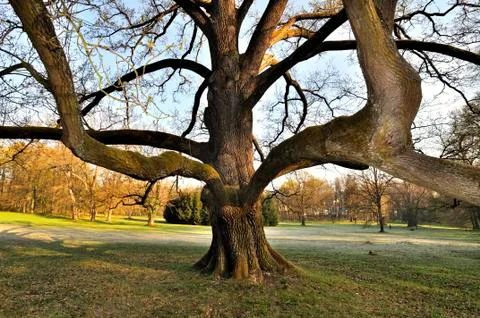 Tree in park Stock Photos