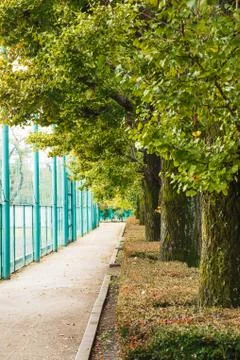 Tree in park Stock Photos