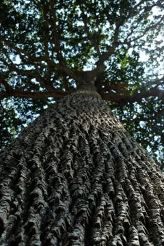 Tree in Park. Foto stock