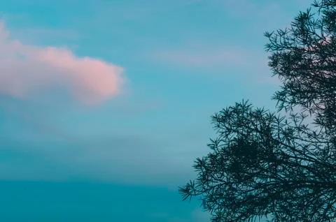 Tree In Park Stock Photos