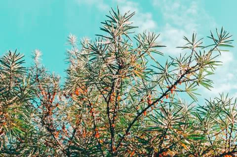 Tree In Park Stock Photos