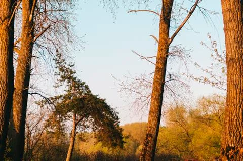 Tree In Park Stock Photos