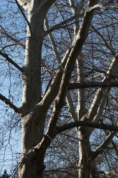 A tree in the park Stock-Fotos