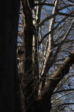 A tree in the park Foto stock