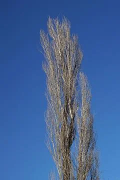 A tree in the park Stock-Fotos