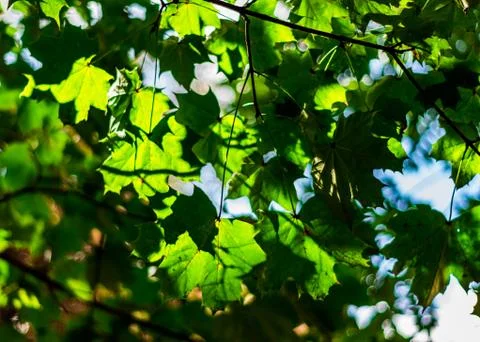 Tree in the park Stock Photos