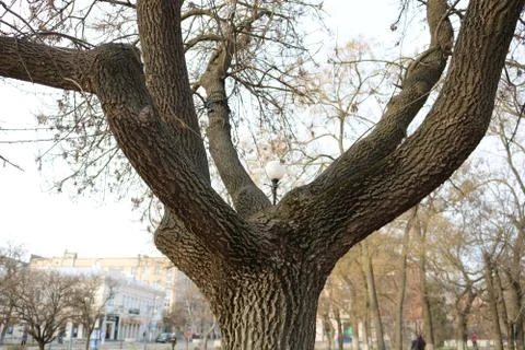 Tree in the park Stock Photos