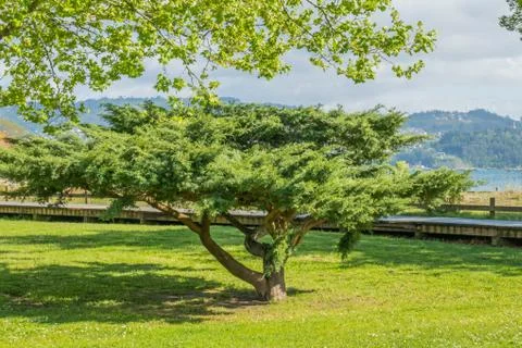 Tree in the park Stock Photos