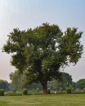 Tree park 写真素材