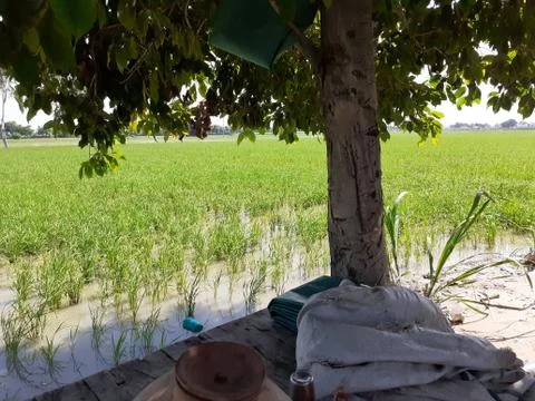 A tree in a park Stock Photos