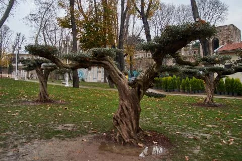 Tree in the park Stock Photos