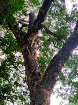 Tree in the park Stock Photos