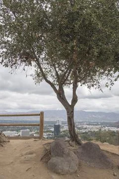 Tree in park Stock Photos