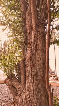 Tree in park  Stock Photos