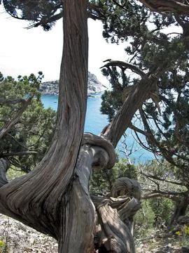 Tree in the park Stock Photos