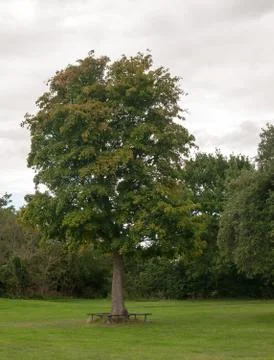 Tree in park with seating around it below Stock Photos