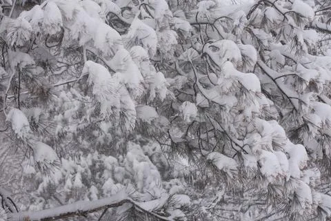 Tree in the park with snow. Foto stock