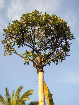 A tree in the park with a spherical crown. small tree. Planting bushes. Car.. Stock Photos