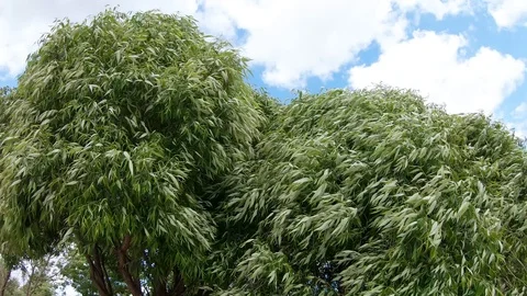 Tree in a park in a strong wind Stock-Footage 109042126