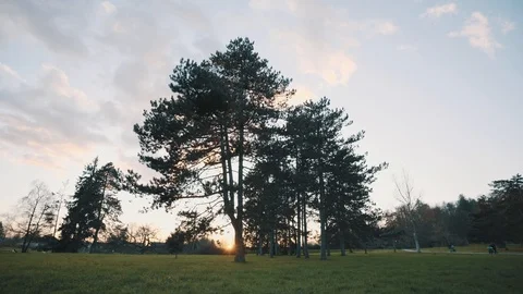 Tree in the park with sunset Stock Footage 122160516