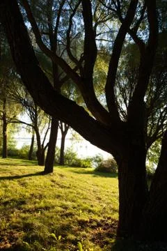 Tree in park at sunset light Stock Photos