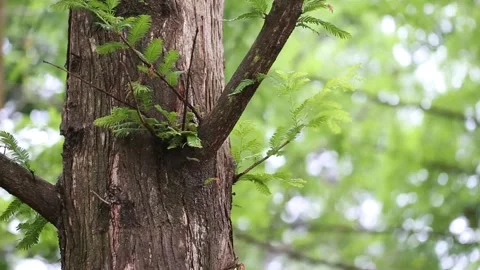 Tree in the park, tree in the forest Stock-Footage 310079732