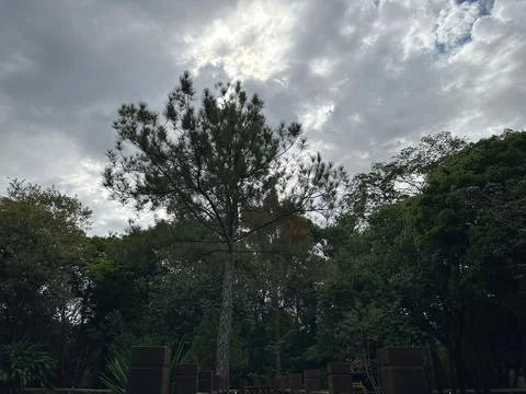 Tree in Park under Cloudy Sky Stock Photos