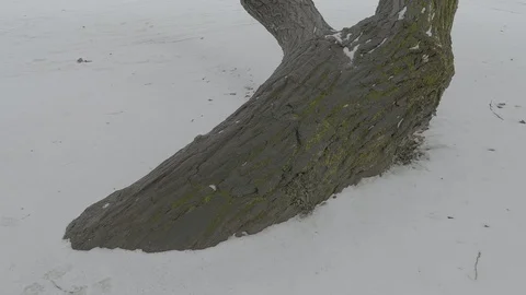 Tree in the park under the snow Stock Footage 87188196