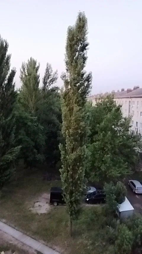 "Tree by the Parking Lot" Stock Footage 280917801