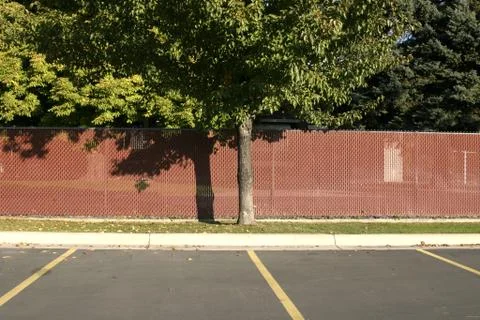 Tree in a parking lot Stock Photos