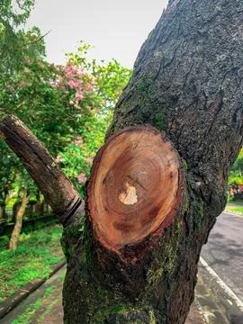 The tree part of the trunk, and its branches that have been felled Stock Photos