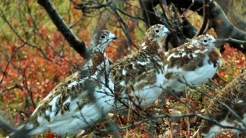 Tree partridges hide under bushes in the autumn wood. Stock Footage 76102077
