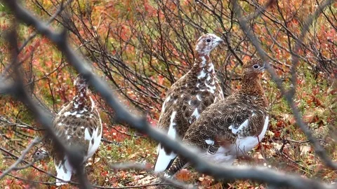 Tree partridges sit under bushes in the autumn wood. Stock Footage 75419650