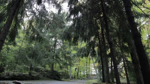 Tree passage Stock Footage 22771129