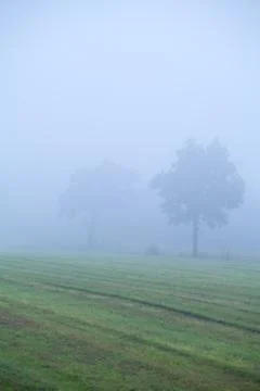 Tree on pasture in dense fog Foto stock