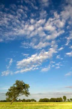 Tree in a pasture Foto stock