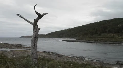 Tree in Patagonia Stock Footage 9208195