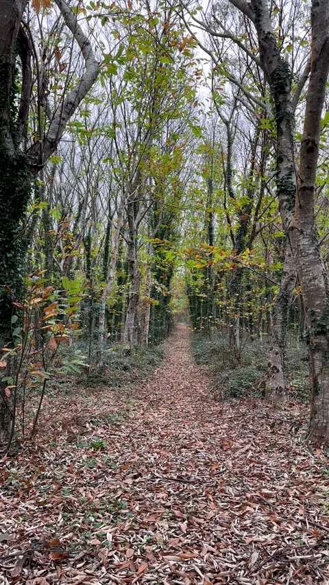 TREE PATH IN AUTUMN Stock Footage 256722379
