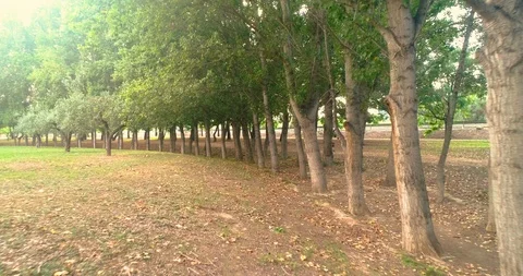 Tree path in country landscape Stock Footage 124385846