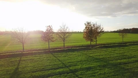 Tree path during golden hour Stock Footage 229200530