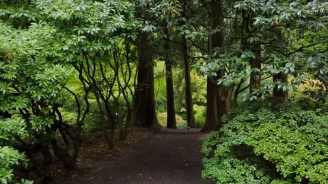 Tree Path Stock Footage 105079889