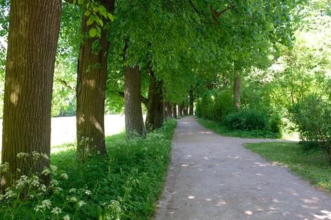 Tree path forest green summer nature walkway with leafy canopy and calm sun.. Stock Photos
