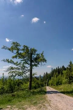 Tree at a path in the forest Stock Photos