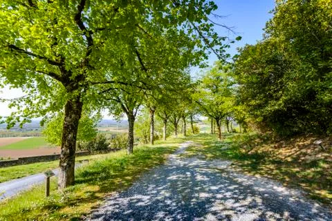 Tree path at Lautrec village Stock Photos