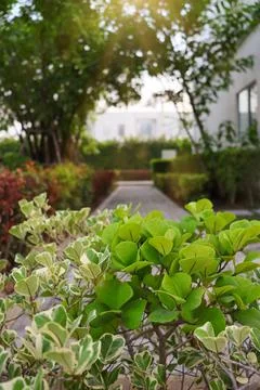 Tree path Stock Photos